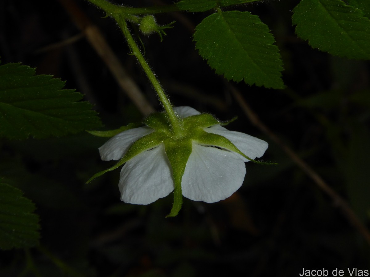 Rubus rosifolius Sm.